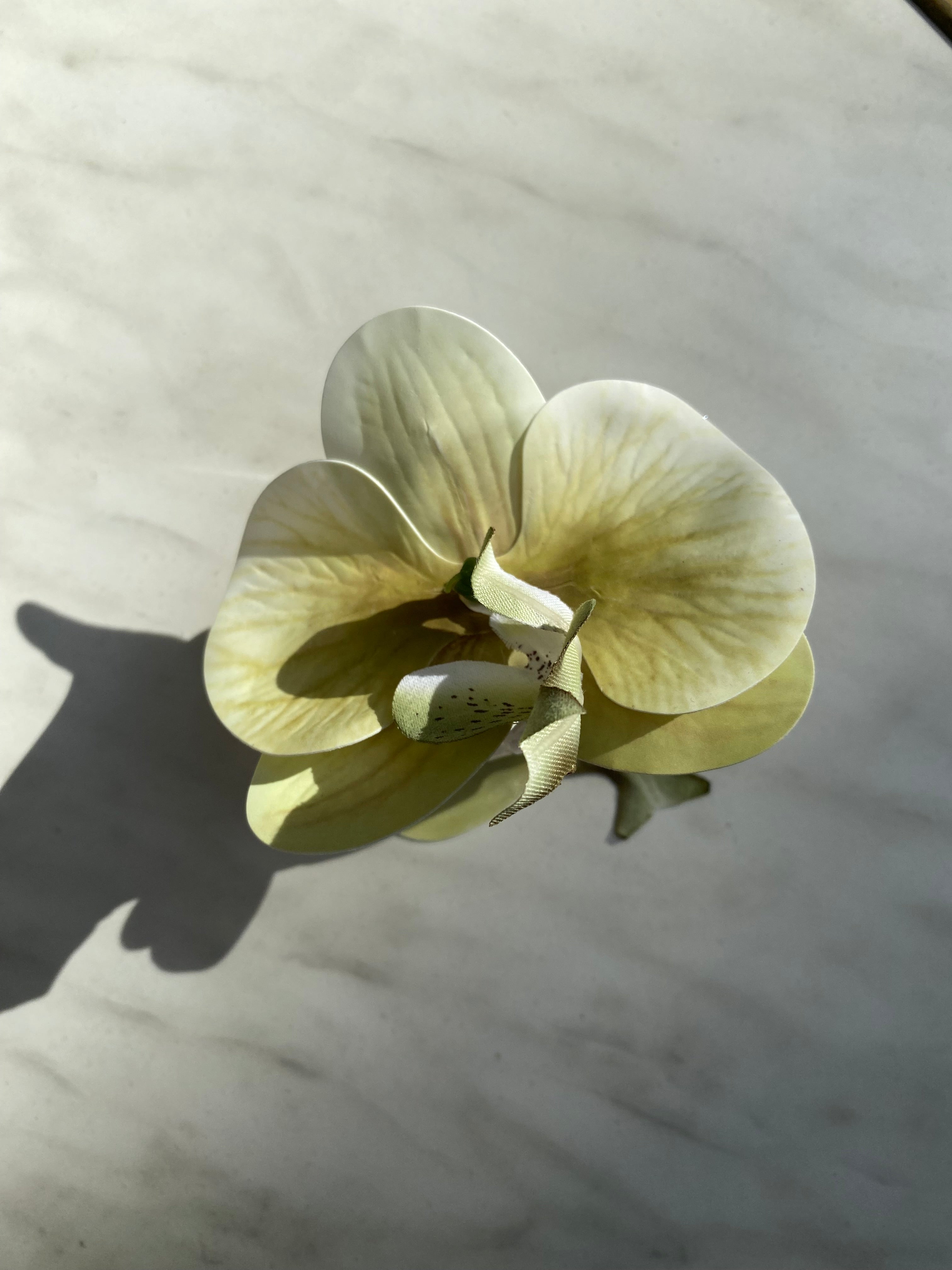 Spinka No.17 Oliwkowa orchidea