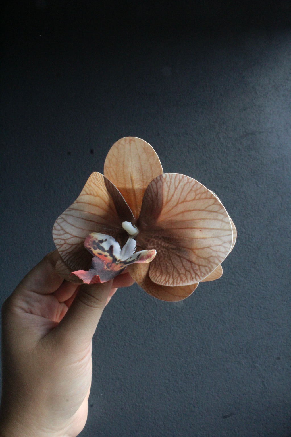 Spinka No.24 Mokka Orchidea