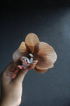 Spinka No.24 Mokka Orchidea